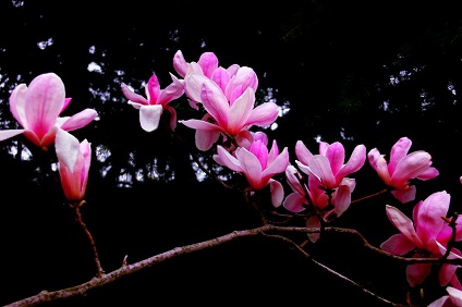 �����¶������ѧУ