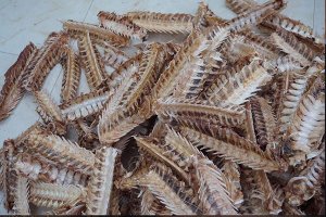 ��������������ǣ��ѳ�Ϊ������ѡ��